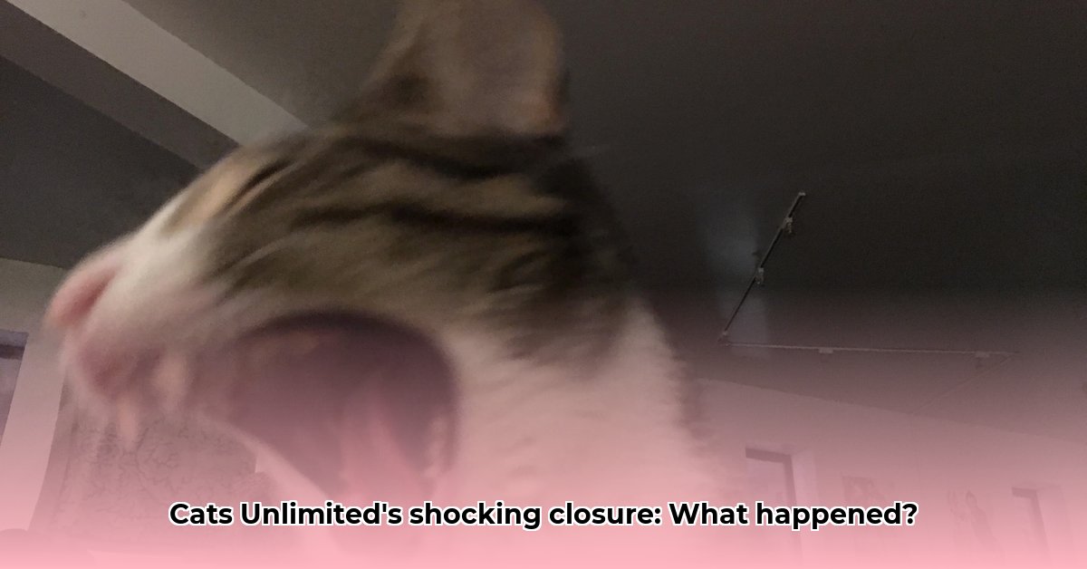 cats-unlimited